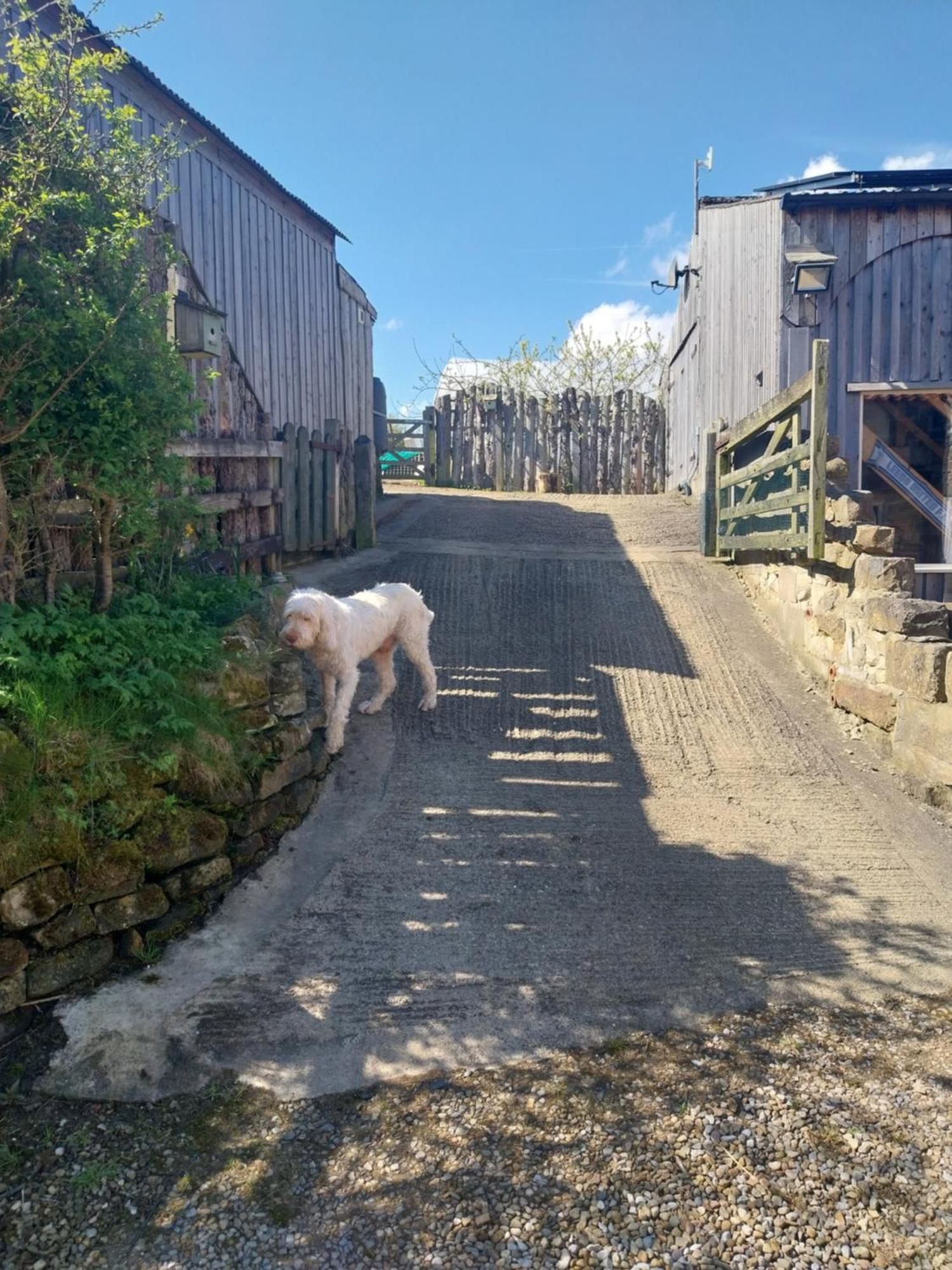Meadowbeck - Shepherd Huts Fylingdales Esterno foto